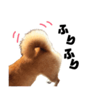 柴犬の春さん（個別スタンプ：9）
