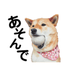 柴犬の春さん（個別スタンプ：10）