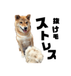 柴犬の春さん（個別スタンプ：11）