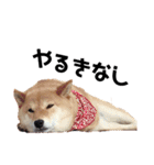 柴犬の春さん（個別スタンプ：12）