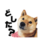 柴犬の春さん（個別スタンプ：13）
