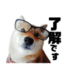 柴犬の春さん（個別スタンプ：14）