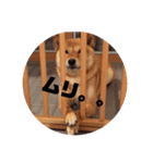 柴犬の春さん（個別スタンプ：15）