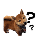 柴犬の春さん（個別スタンプ：16）