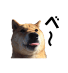 柴犬の春さん（個別スタンプ：17）