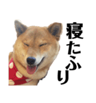 柴犬の春さん（個別スタンプ：18）