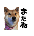 柴犬の春さん（個別スタンプ：19）