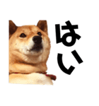 柴犬の春さん（個別スタンプ：20）