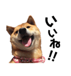 柴犬の春さん（個別スタンプ：21）