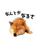 柴犬の春さん（個別スタンプ：22）