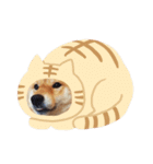 柴犬の春さん（個別スタンプ：23）