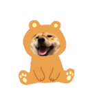 柴犬の春さん（個別スタンプ：24）