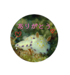 ウミウシ（個別スタンプ：8）