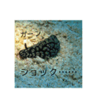 ウミウシ（個別スタンプ：22）