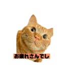 それいけ でしまし若王子 ②（個別スタンプ：1）