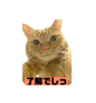 それいけ でしまし若王子 ②（個別スタンプ：9）