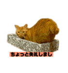 それいけ でしまし若王子 ②（個別スタンプ：15）