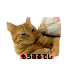それいけ でしまし若王子 ②（個別スタンプ：22）