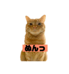 それいけ でしまし若王子 ②（個別スタンプ：24）