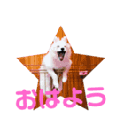 ポメラニアン仔犬スタンプ（個別スタンプ：1）