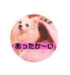 ポメラニアン仔犬スタンプ（個別スタンプ：3）