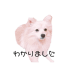ポメラニアン仔犬スタンプ（個別スタンプ：4）