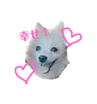 ポメラニアン仔犬スタンプ（個別スタンプ：5）