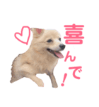 ポメラニアン仔犬スタンプ（個別スタンプ：8）