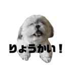 うちのピコ（個別スタンプ：5）