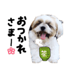 おデブのシュシュくん（個別スタンプ：7）