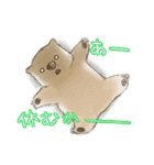 ウォンバットと生活（個別スタンプ：5）
