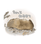 ウォンバットと生活（個別スタンプ：11）
