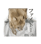 ウォンバットと生活（個別スタンプ：36）
