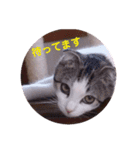 ミニィスタンプ（個別スタンプ：1）