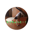 ミニィスタンプ（個別スタンプ：3）