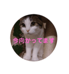 ミニィスタンプ（個別スタンプ：4）