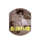 ミニィスタンプ（個別スタンプ：5）