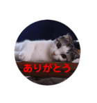 ミニィスタンプ（個別スタンプ：7）
