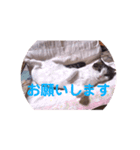 ミニィスタンプ（個別スタンプ：8）