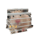 ハムスターと猫のきもち（個別スタンプ：1）