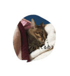 ハムスターと猫のきもち（個別スタンプ：7）