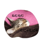 ハムスターと猫のきもち（個別スタンプ：8）