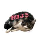 うちのねこis cute（個別スタンプ：3）