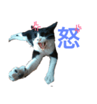 うちのねこis cute（個別スタンプ：5）
