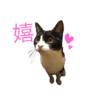 うちのねこis cute（個別スタンプ：6）