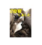 うちのねこis cute（個別スタンプ：7）