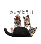 ぷしゅけこつ【基本】（個別スタンプ：1）