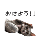 ぷしゅけこつ【基本】（個別スタンプ：2）