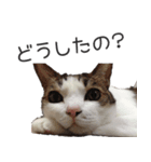 ぷしゅけこつ【基本】（個別スタンプ：6）