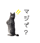 ぷしゅけこつ【基本】（個別スタンプ：8）